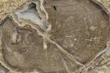 Long, Petrified Wood (Schinoxylon) Limb - Blue Forest, Wyoming #222179-2